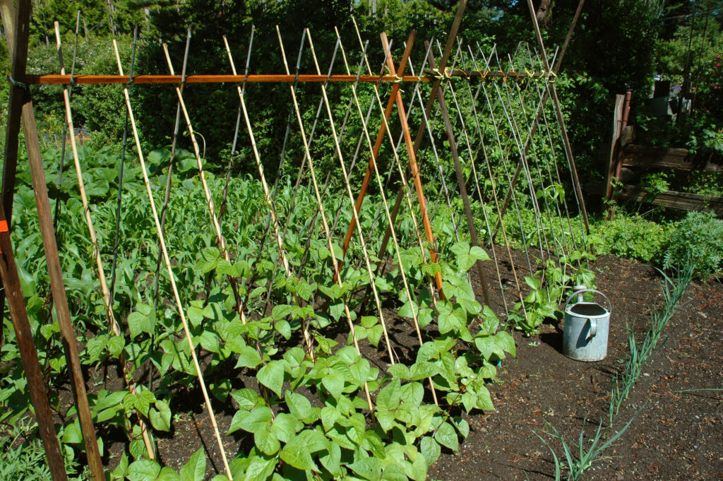 Picture of a garden teepee trellis growing plants