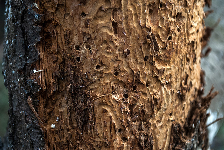 Picture of a tree with damaged bark due to beetles