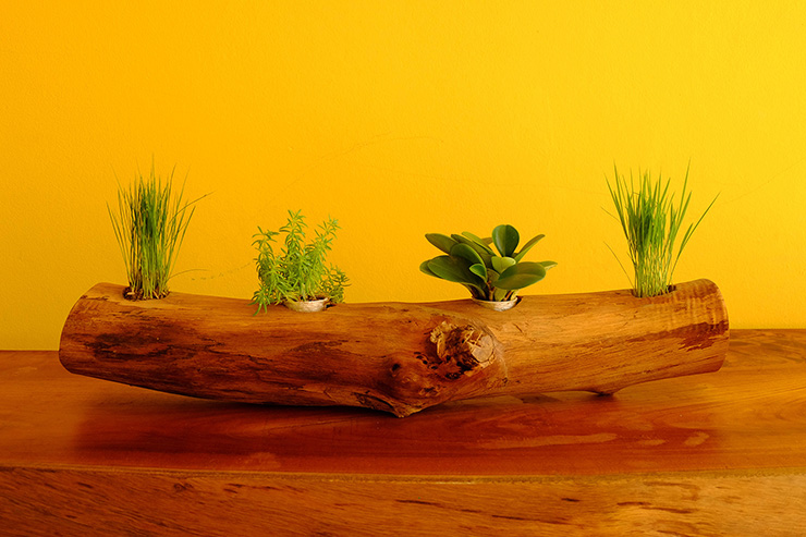 Picture of a tree trunk being used as a plant pot