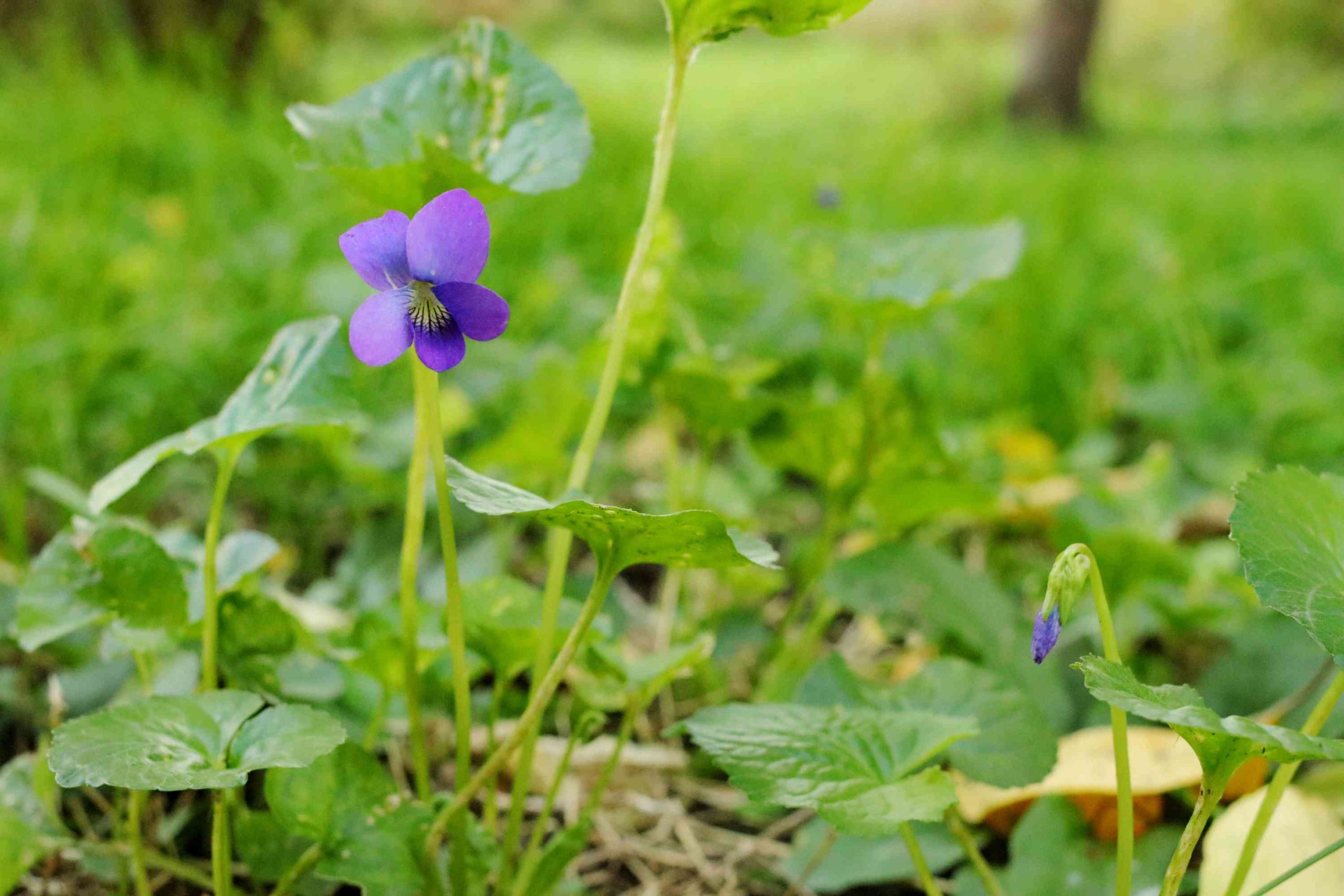 How to Get Rid of Wild Violets in Your Lawn | Hello Home Improvement