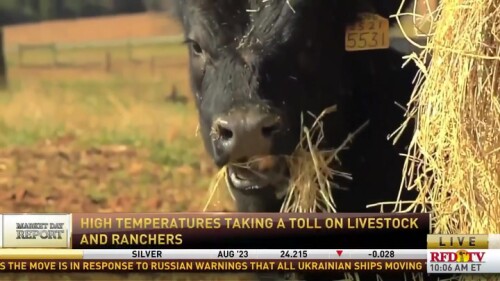 texas heat phoner.jpeg